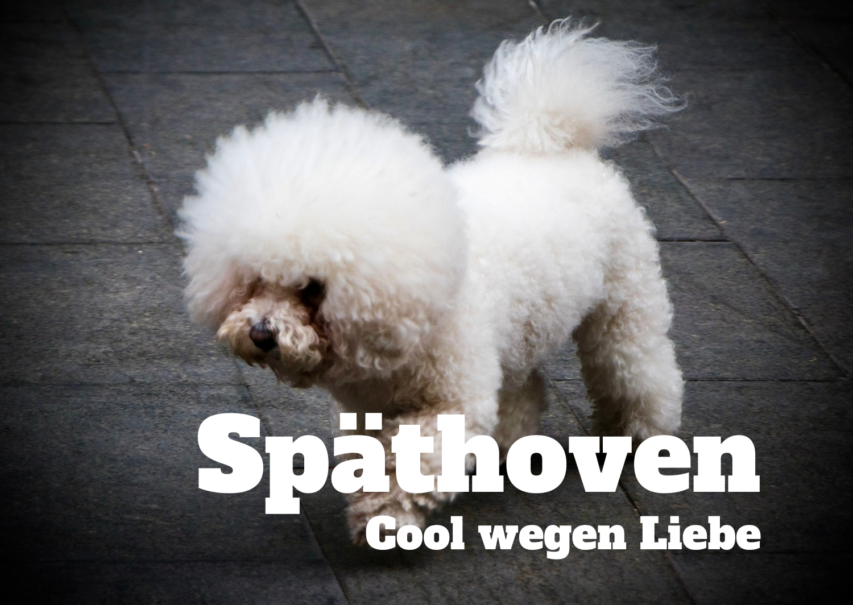 Alle aktuellen Musikprojekte